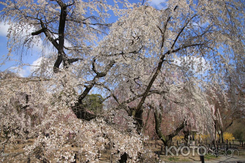 府立植物園の満開の桜