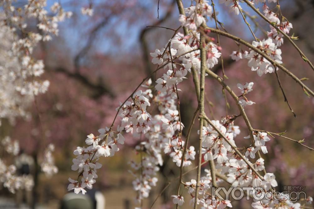 枝垂桜の花