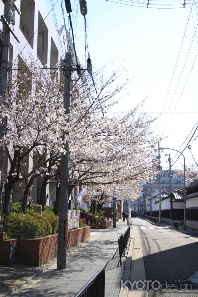 洛央小学校前の桜