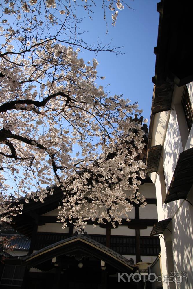 佛光寺の桜