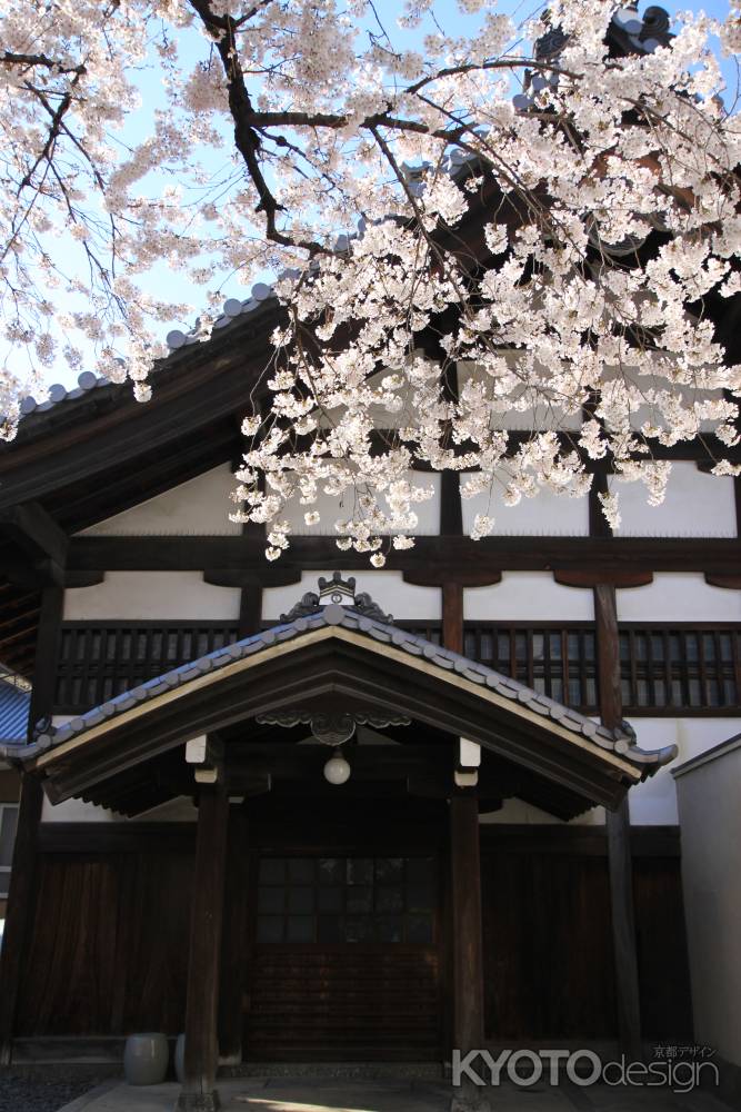 佛光寺の桜3