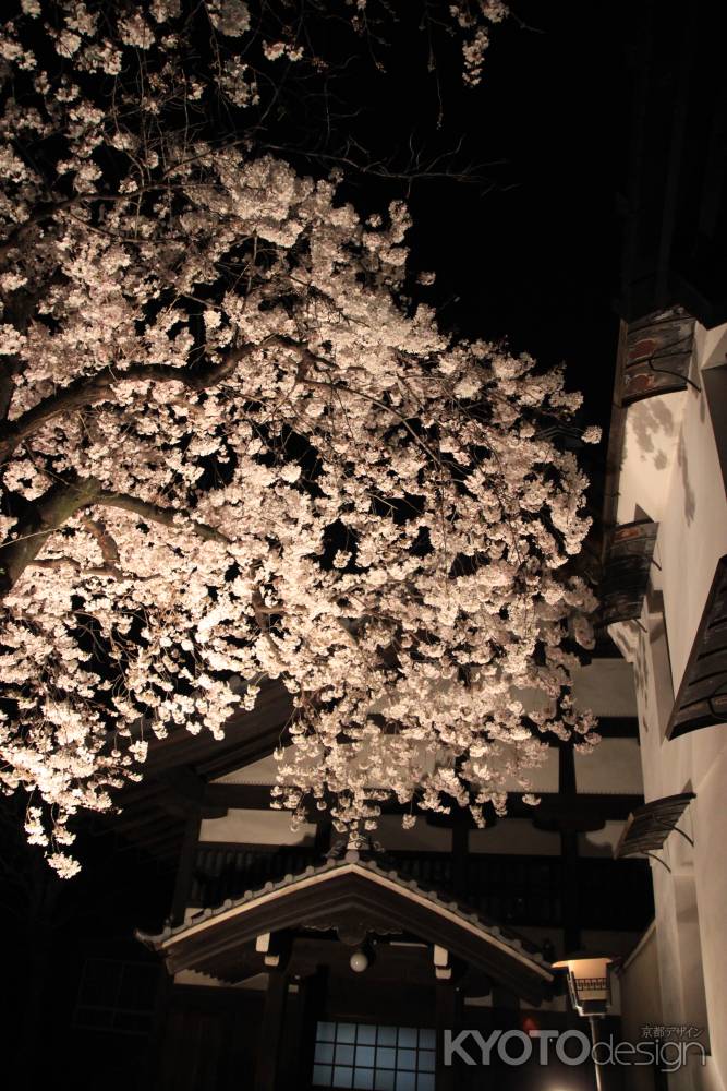 佛光寺の夜桜