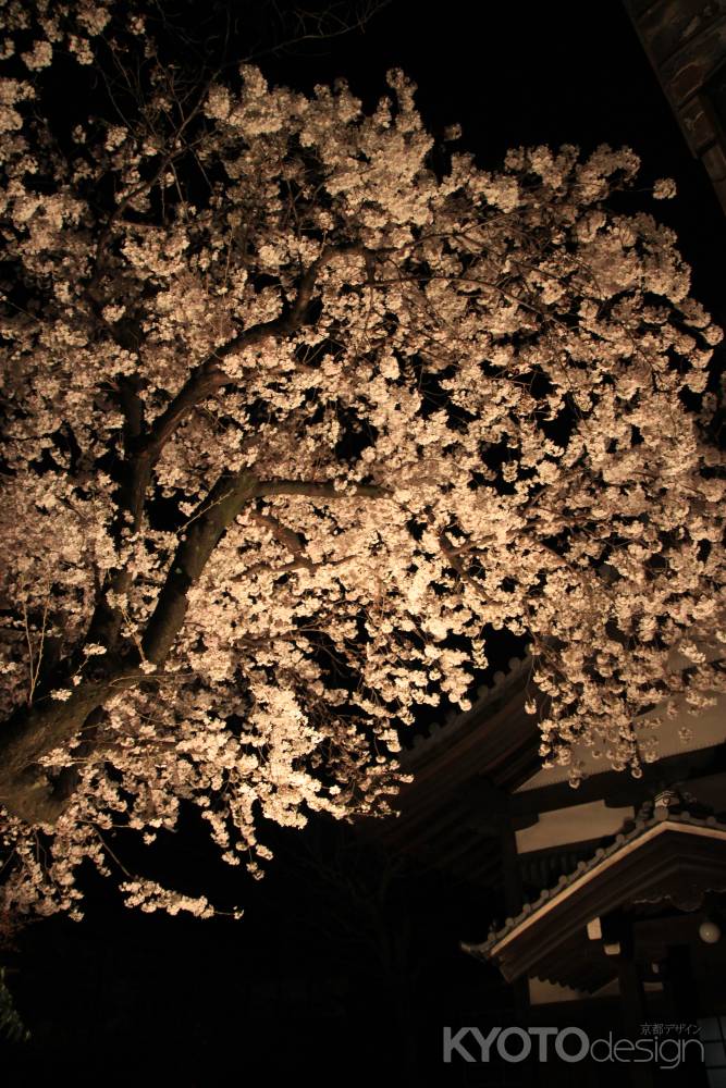 佛光寺の夜桜2