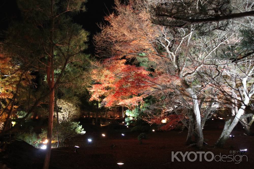 美しく照らされる宝厳院の紅葉