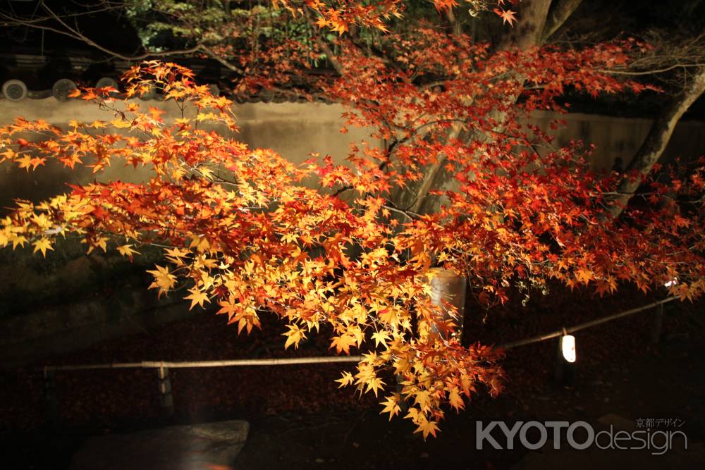 照らされる鮮やかな紅葉