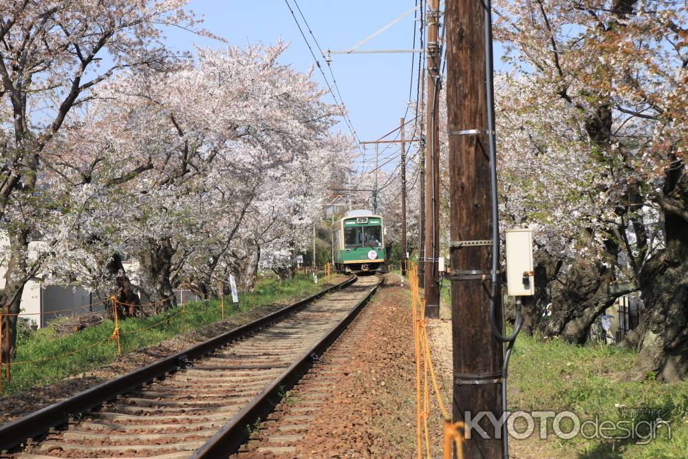 桜のトンネルを通過する嵐電