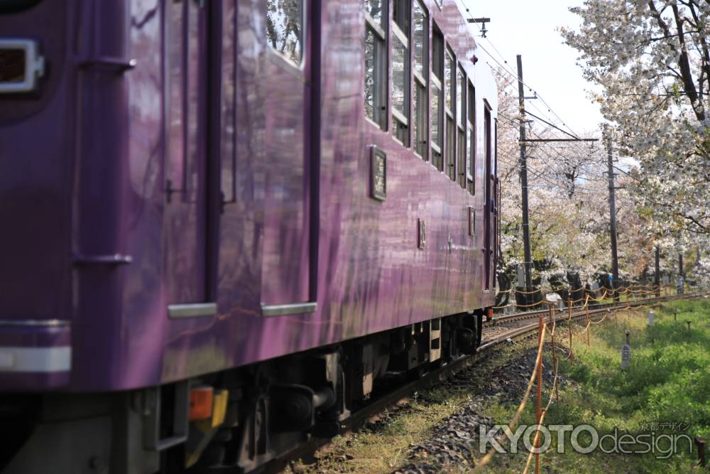 桜のトンネルを走る嵐電