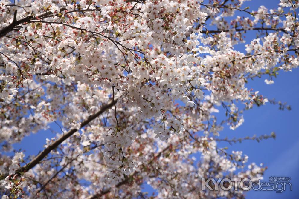 青空に映える満開の桜