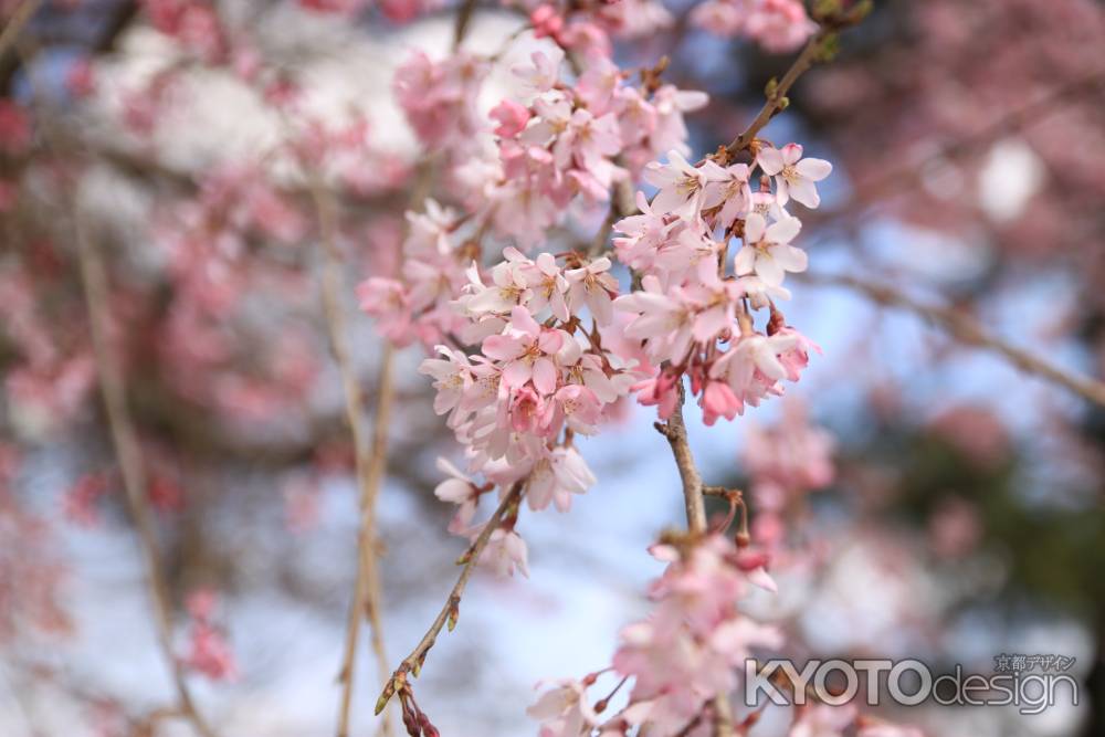 ピンク色に染まる桜