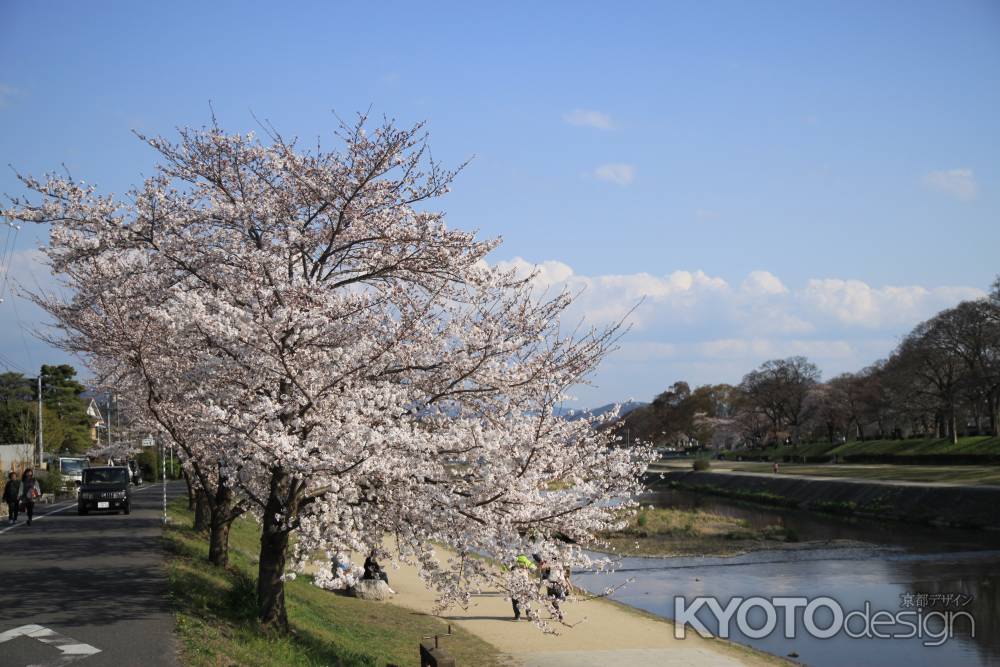 賀茂川沿いの桜