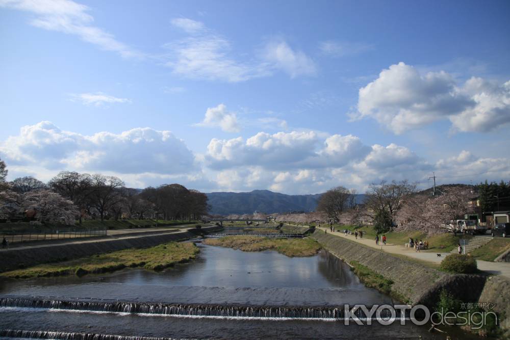 春の賀茂川