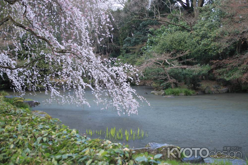 近衛池と枝垂桜