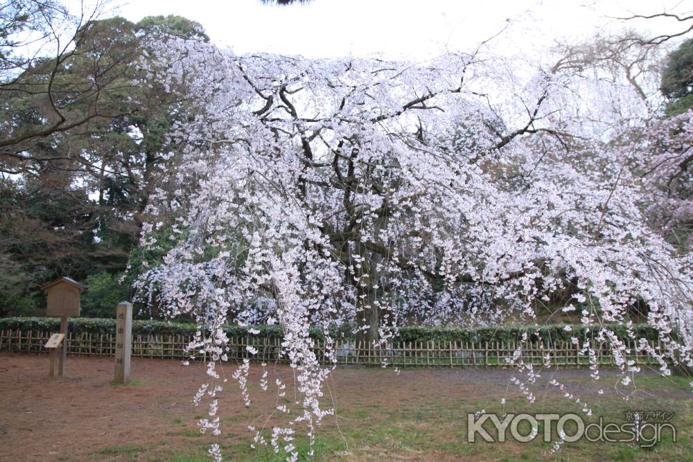 近衛邸跡の枝垂桜