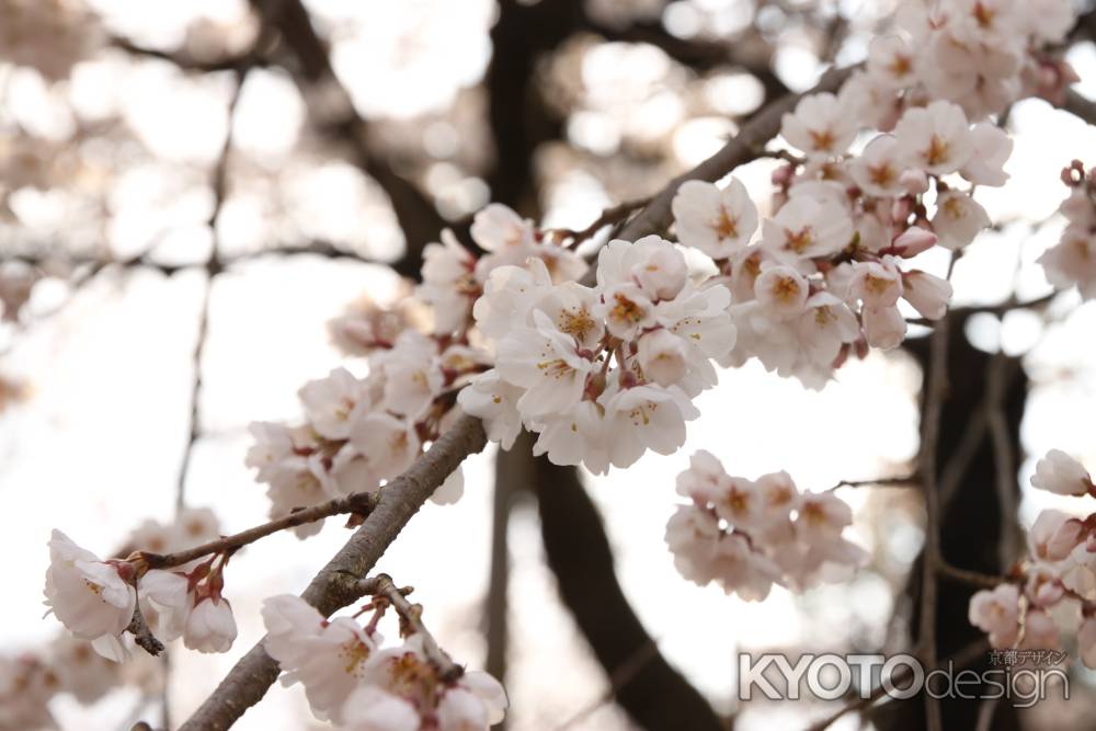 桜の花びら