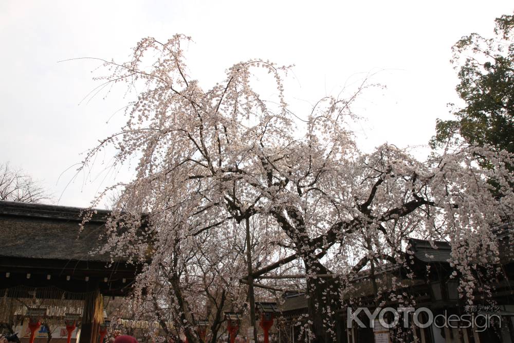 平野神社の枝垂れ桜