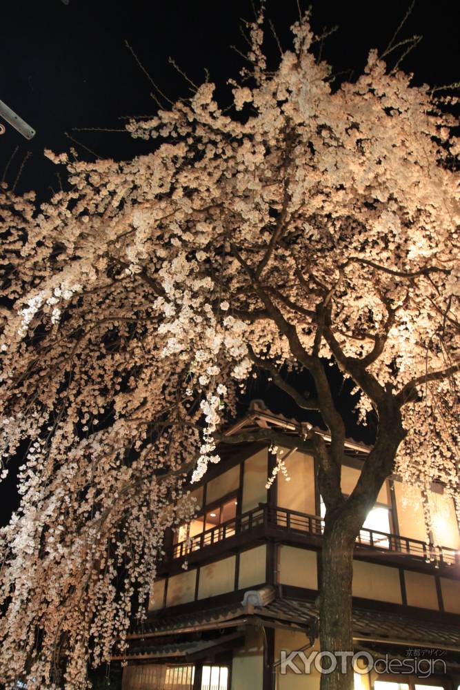 夜の桜