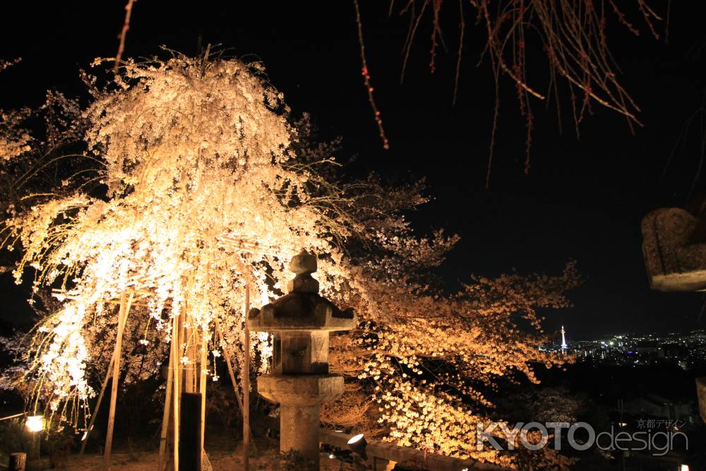 光る枝垂れ桜