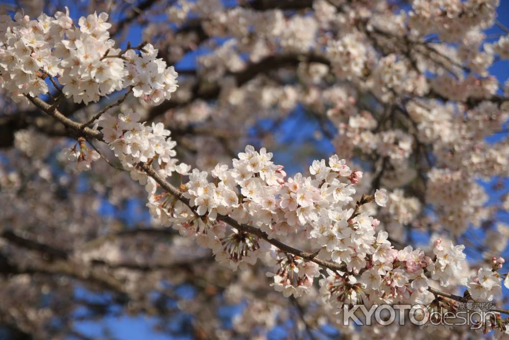 嵐山　満開の桜