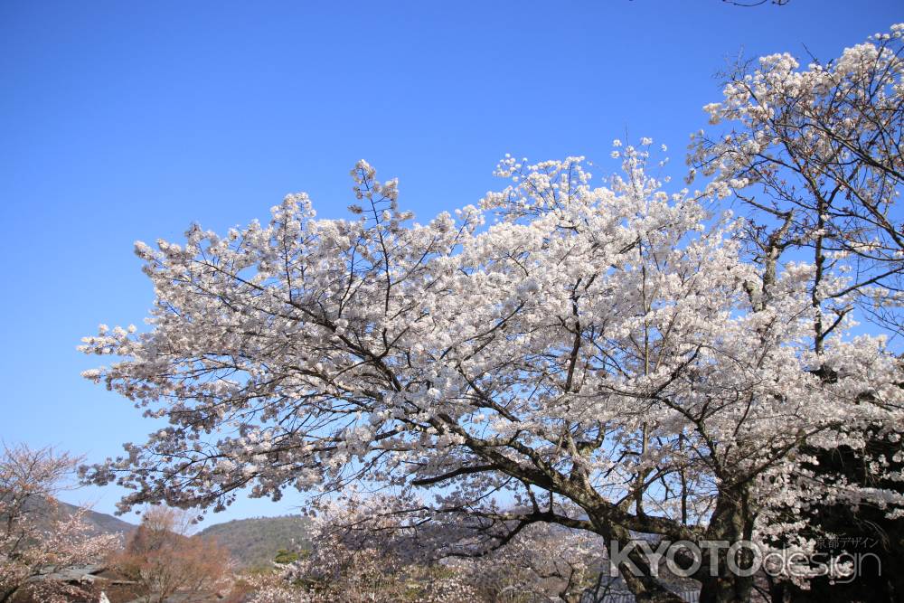 青空と満開の桜