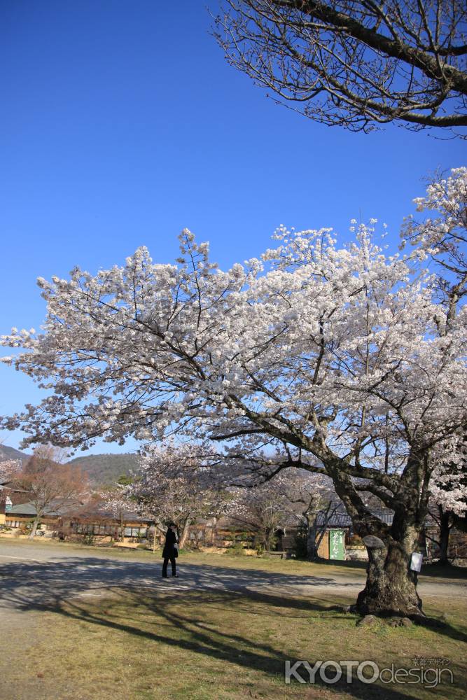 落ちる桜の影