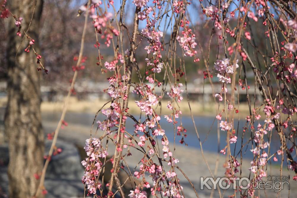 ピンクの枝垂れ桜