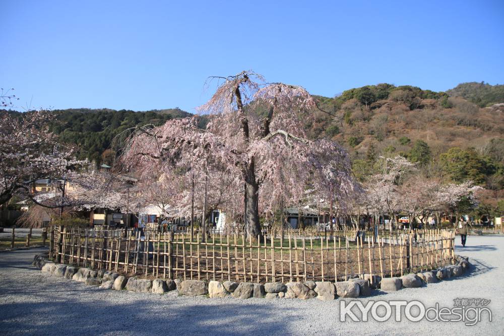 嵐山　枝垂れ桜