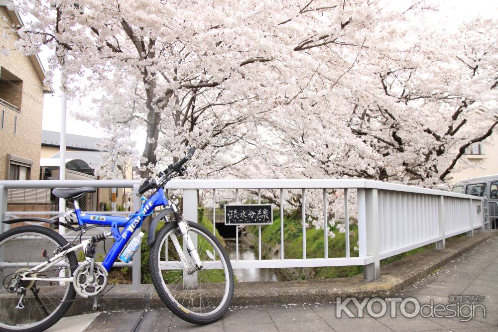 桜と自転車