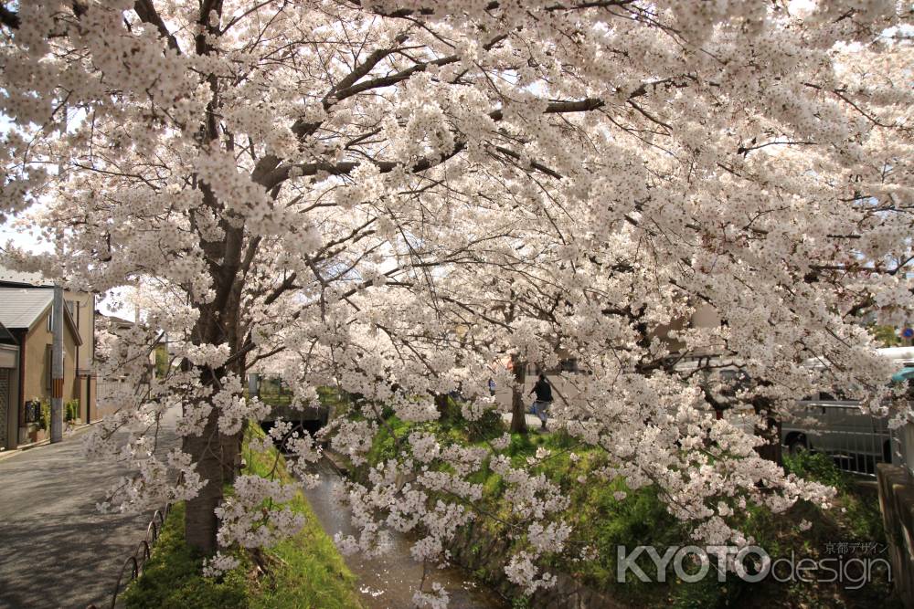 鴨川沿いの桜並木