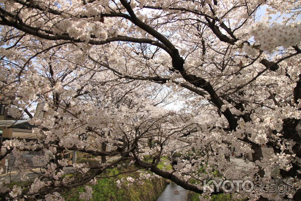 画面いっぱいの桜