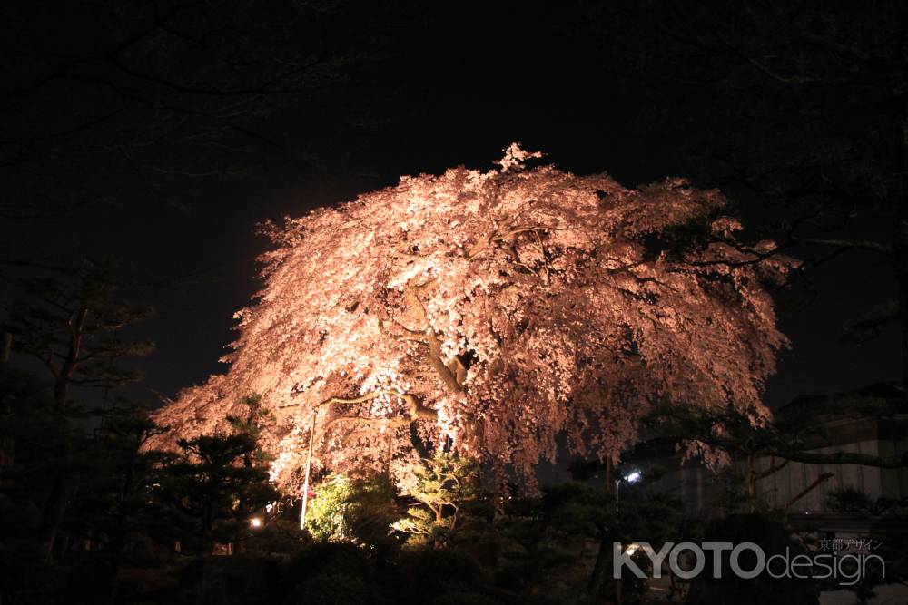 嵯峨　光る枝垂れ桜