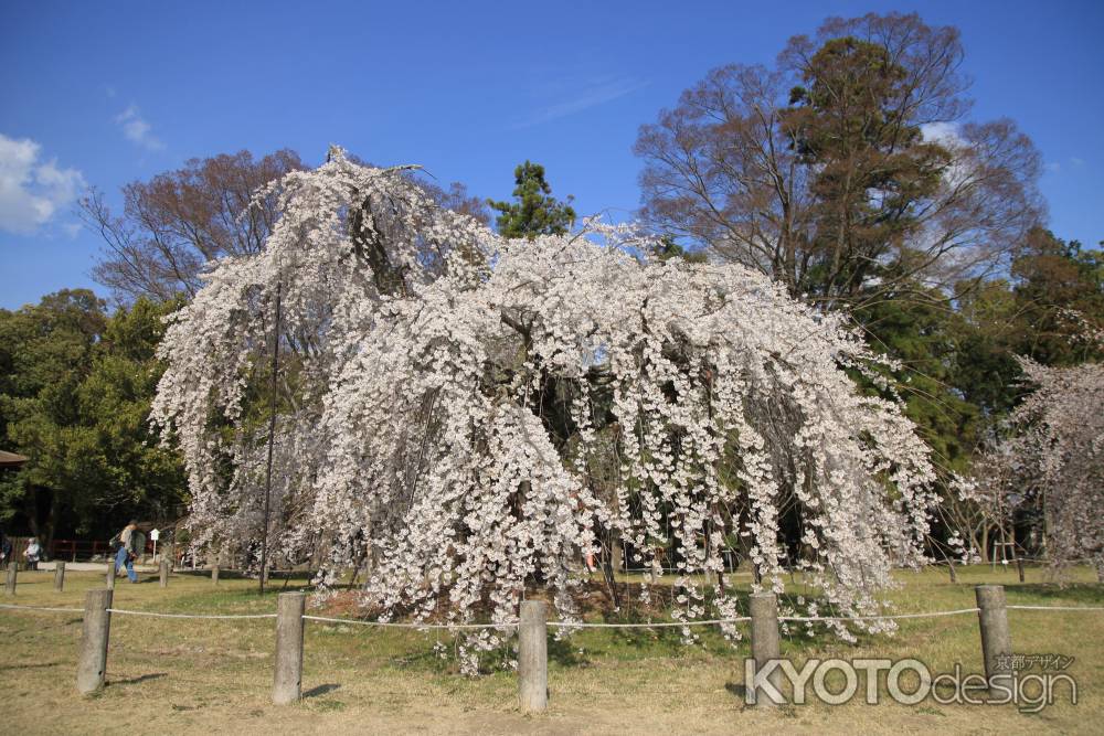 上賀茂神社の枝垂れ桜