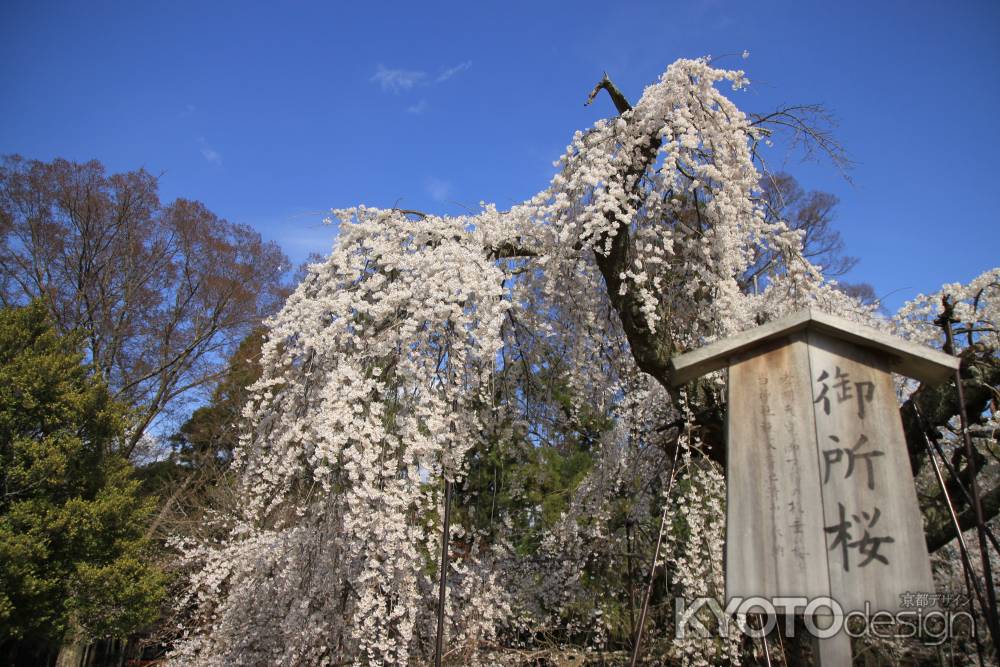 上賀茂神社　御所桜