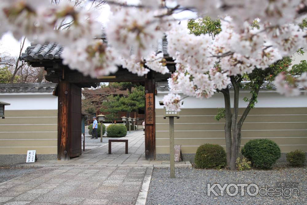 千本釈迦堂　門と桜