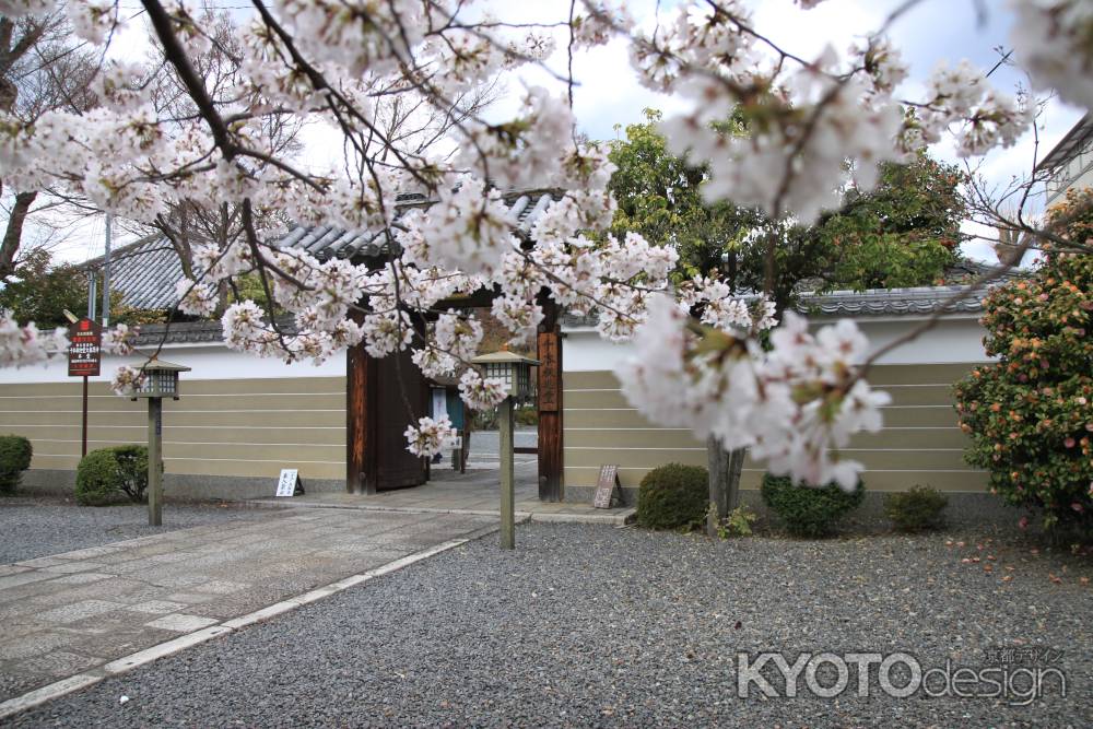 千本釈迦堂　桜