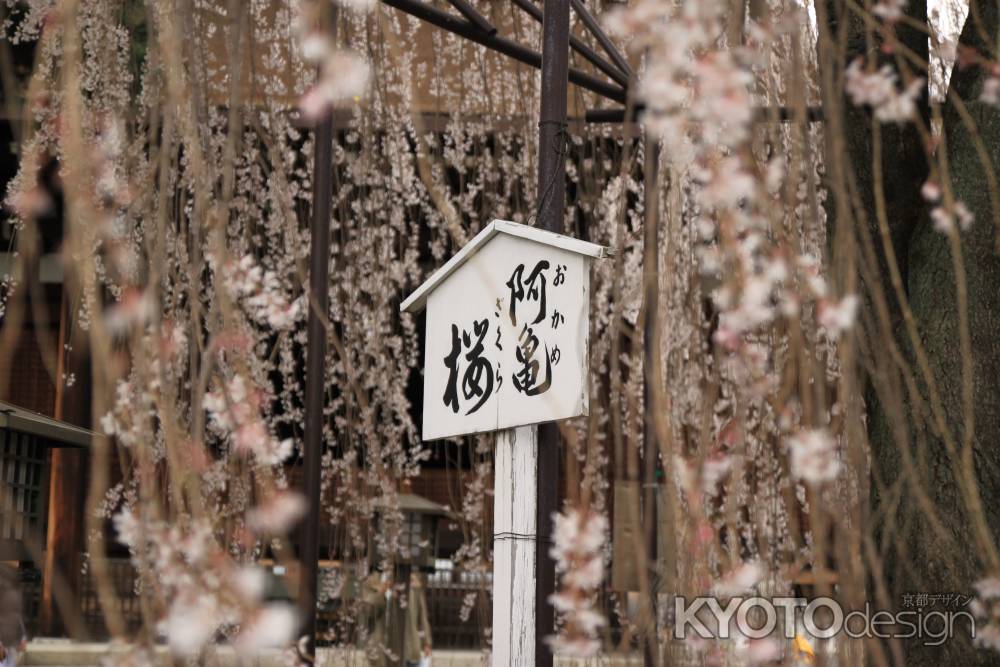 千本釈迦堂　おかめ桜