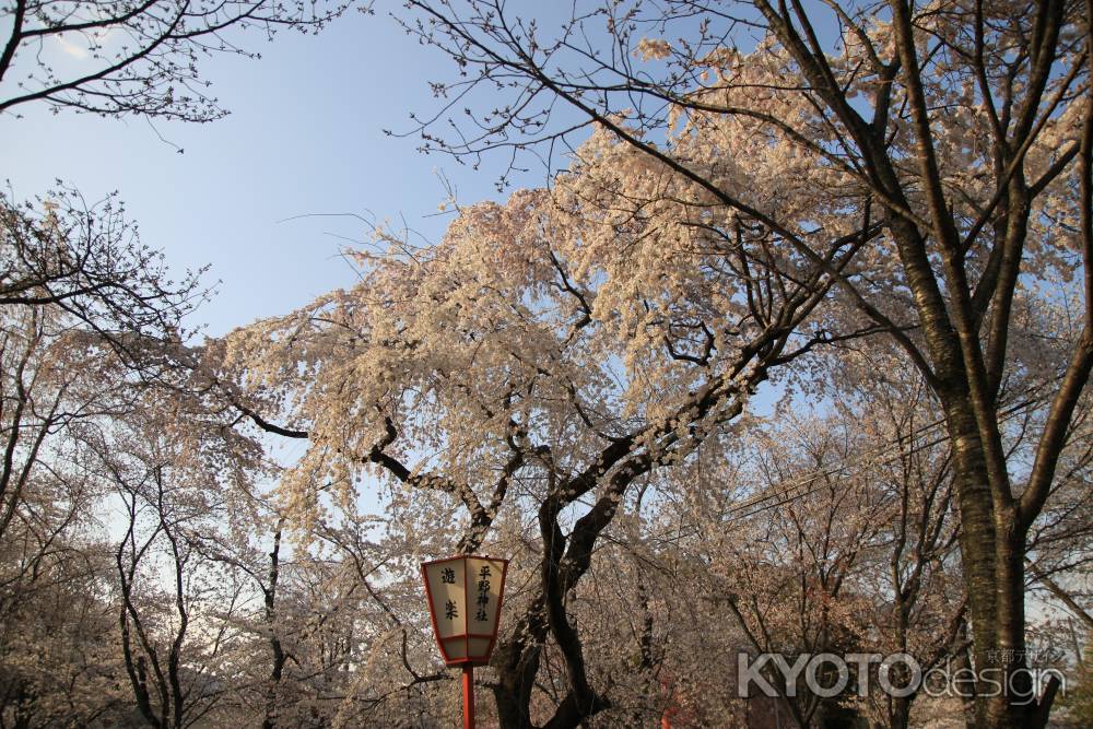 夕方ごろの桜