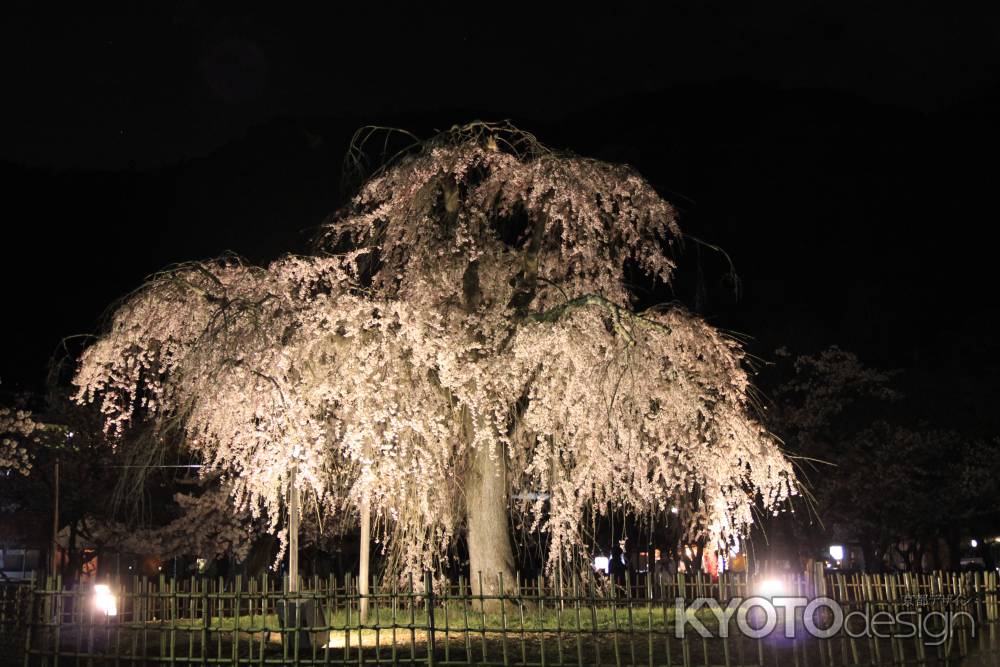 夜の桜　嵐山