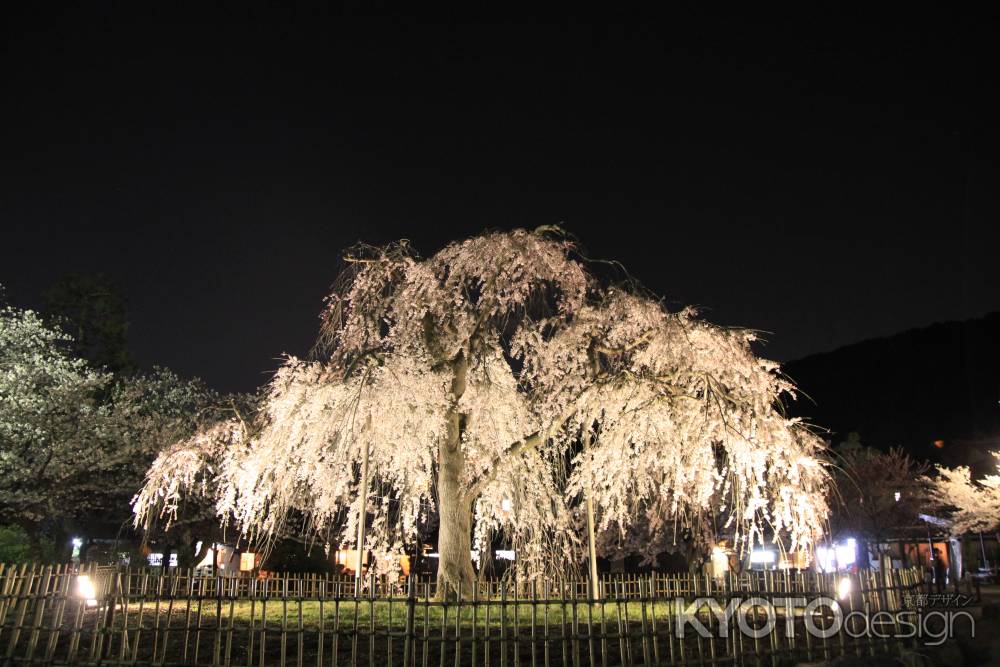 夜に光る桜