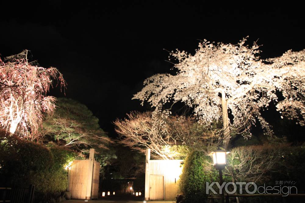 真っ暗闇と桜