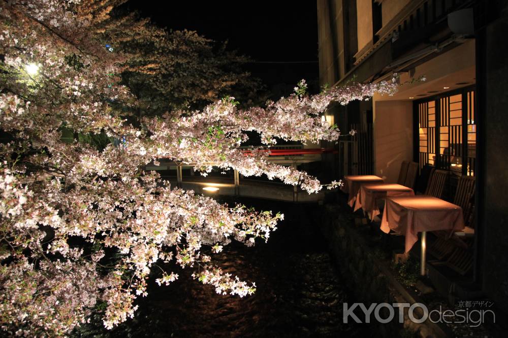 祇園白川　夜の桜
