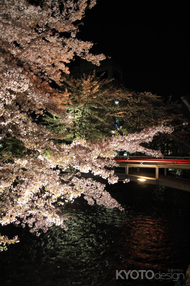 祇園の橋と桜