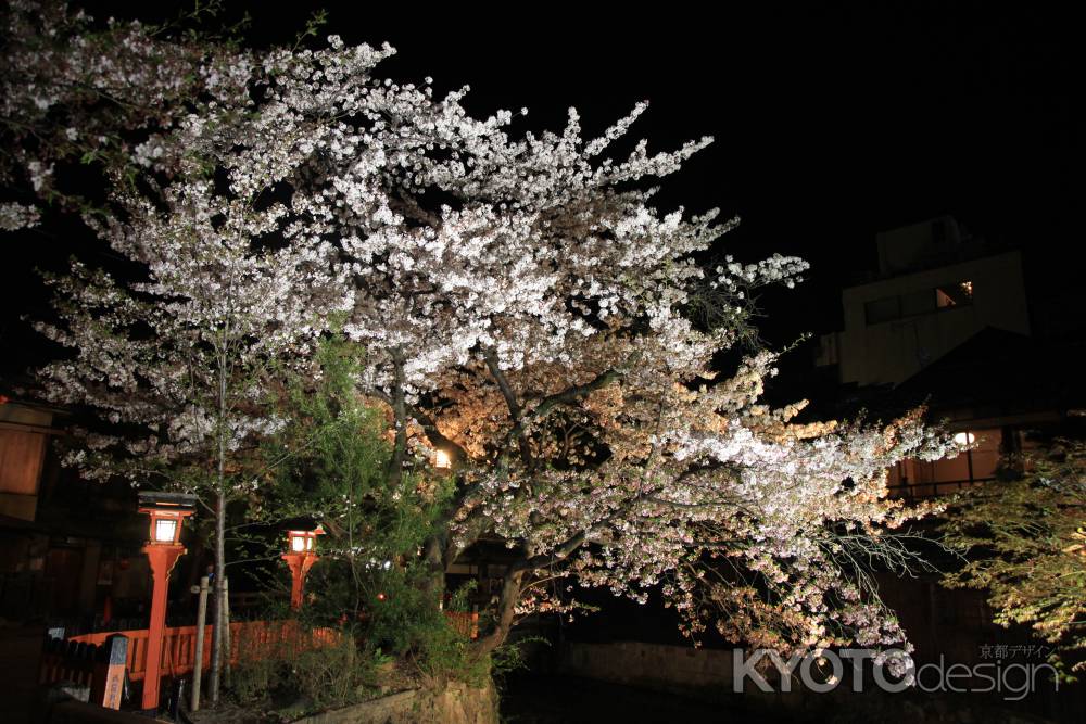 祇園の夜桜