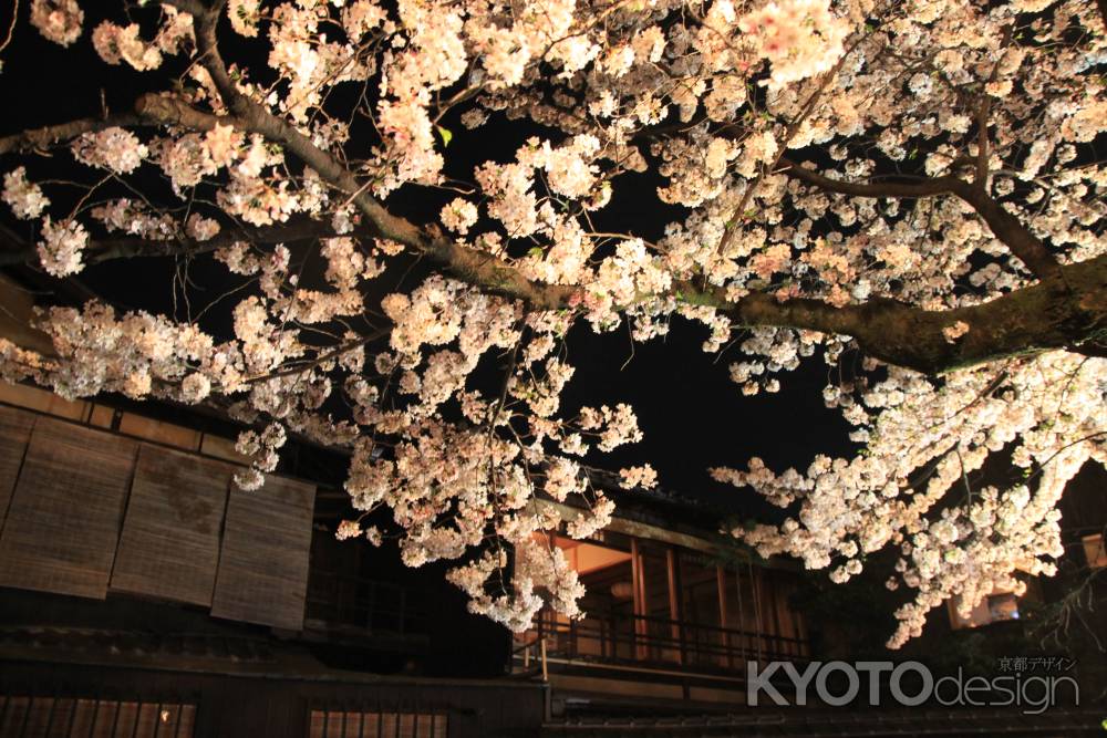 祇園　満開の桜