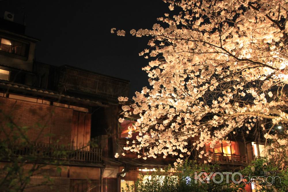 祇園の灯りと桜の灯り