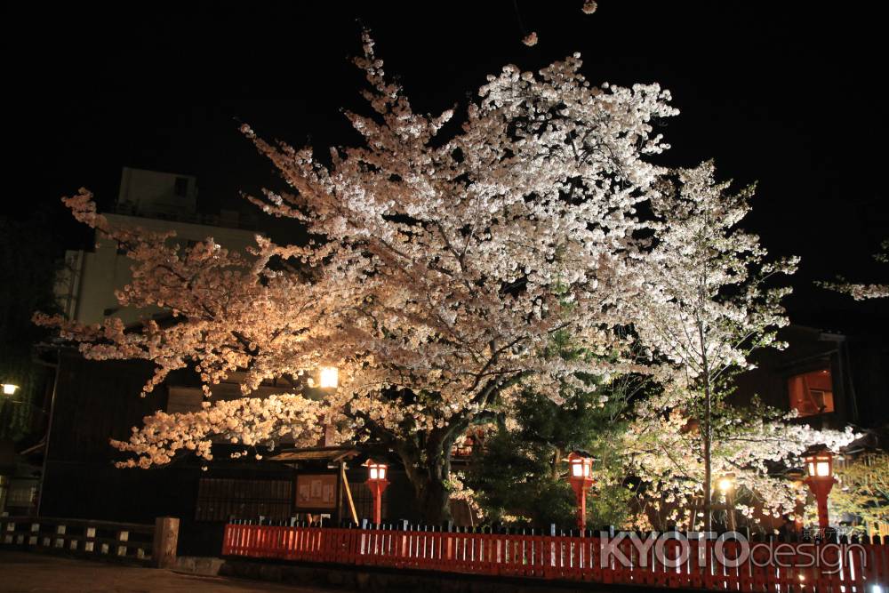 赤い灯篭と桜　ライトアップ