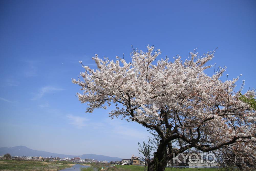 青空と満開の桜