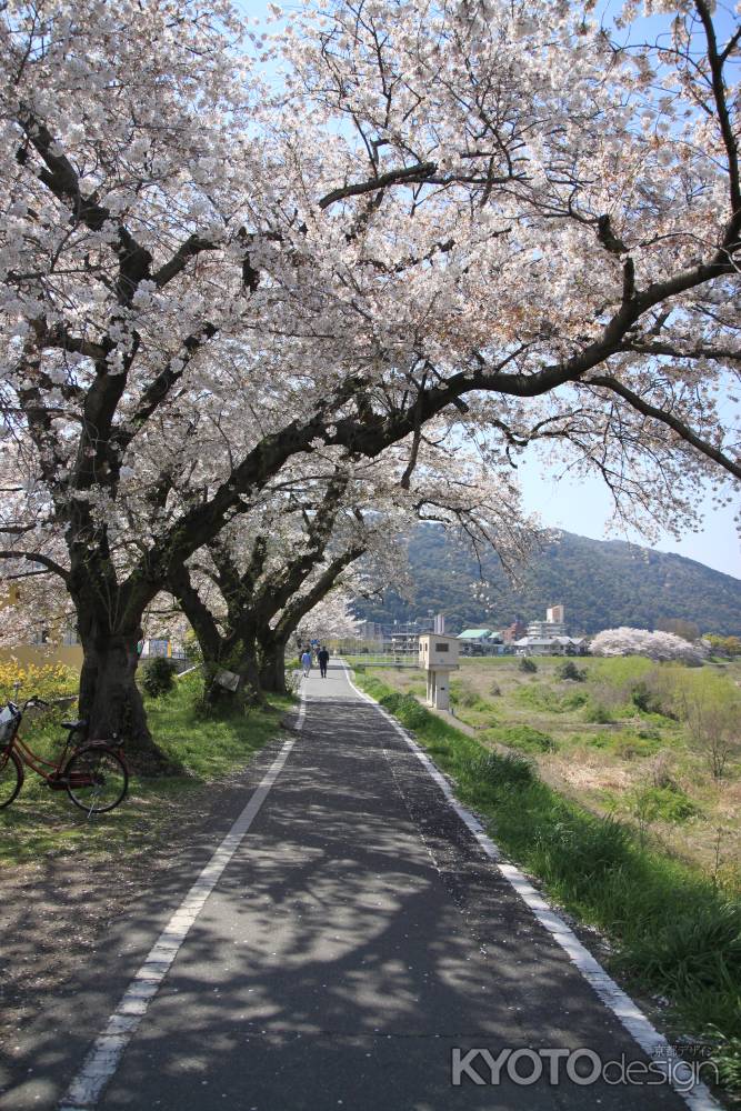 桂川沿いの遊歩道の桜並木