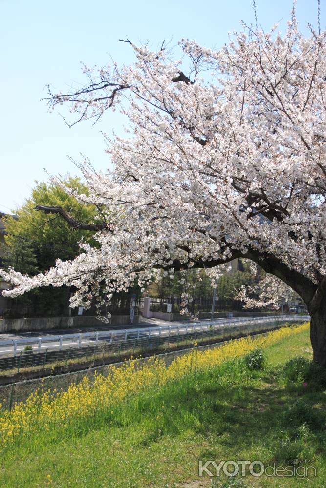 桜と菜の花