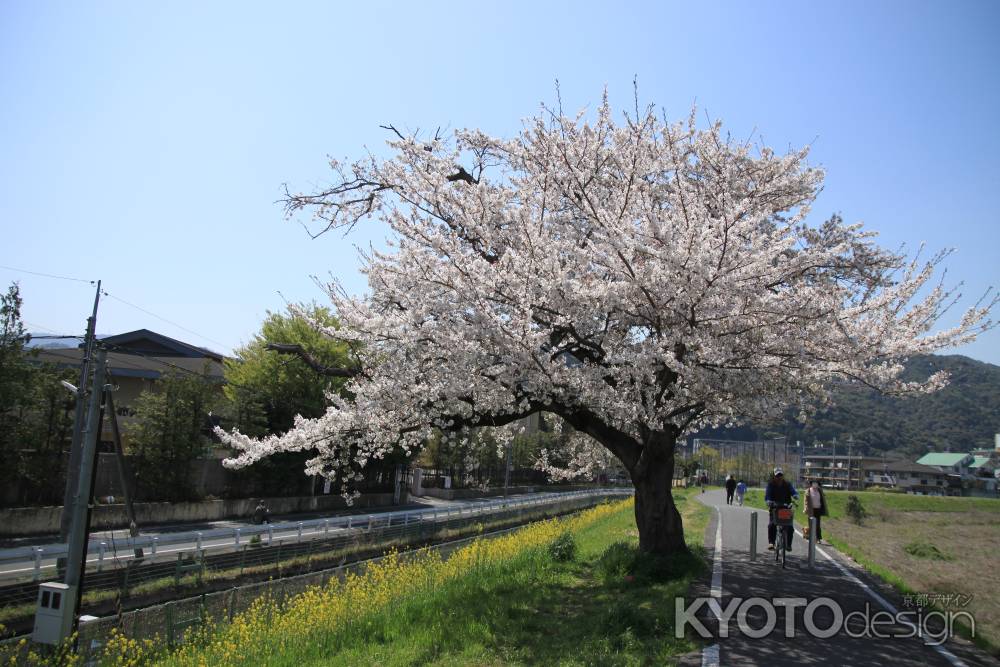 松尾の遊歩道沿いの桜