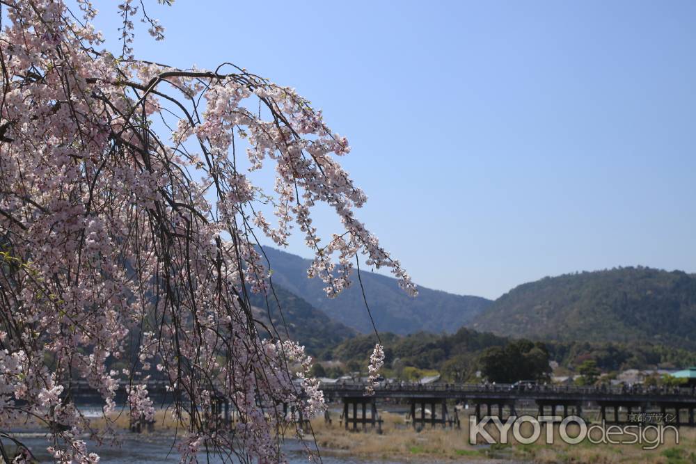 枝垂桜と渡月橋